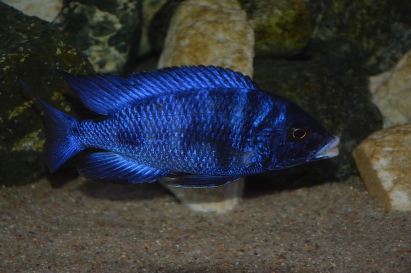 Placidochromis phenochilus 'Mdoka Reef'